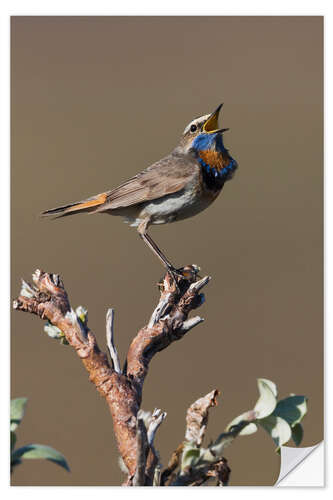 Selvklebende plakat Bluethroat