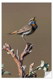 Selvklebende plakat Bluethroat