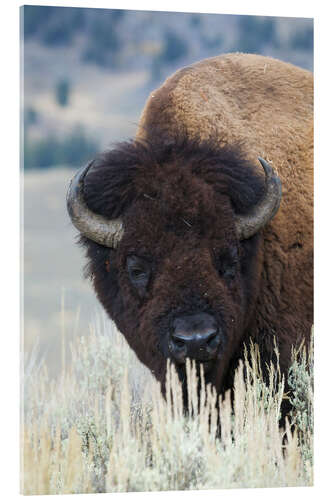 Akrylbilde Big bison bull