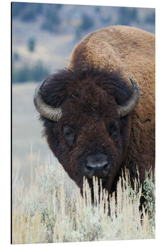 Aluminiumtavla Big bison bull