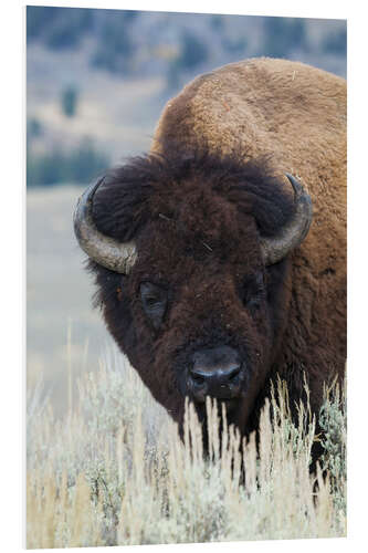 Foam board print Big bison bull