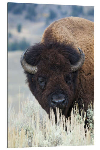 Gallery Print Großer Bison-Bulle