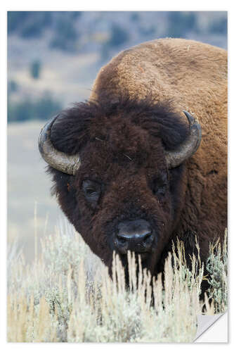 Wandsticker Großer Bison-Bulle