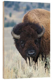 Wood print Big bison bull