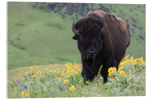 Acrylglasbild Bison auf einer Wildblumenwiese