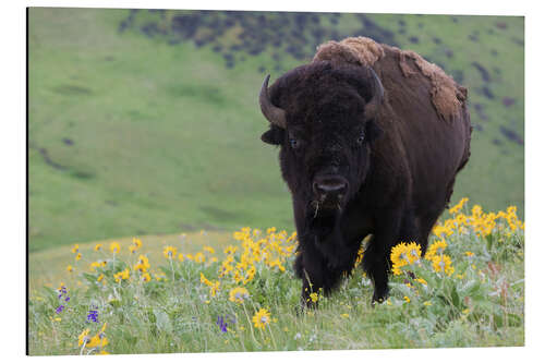 Aluminiumsbilde Bison in a wildflower meadow