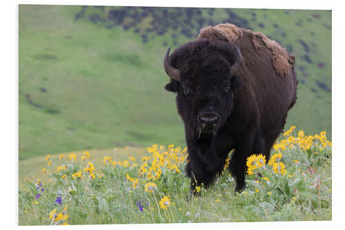 Cuadro de PVC Bison in a wildflower meadow