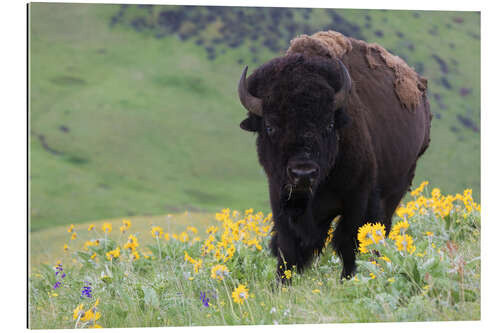 Gallery Print Bison auf einer Wildblumenwiese