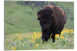 Galleriprint Bison in a wildflower meadow