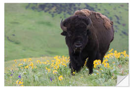 Sticker mural Bison in a wildflower meadow