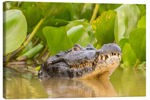 Canvas-taulu Caiman in the water