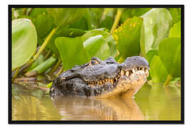Gerahmter Kunstdruck Kaiman im Wasser