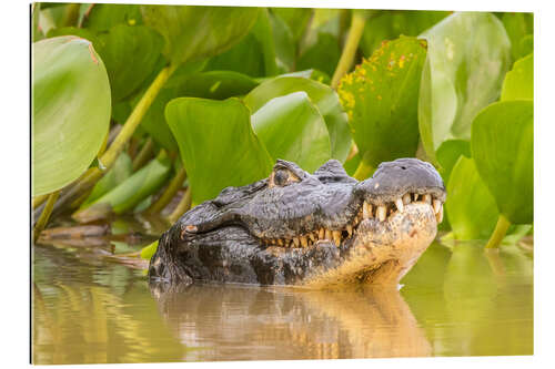 Gallery Print Kaiman im Wasser