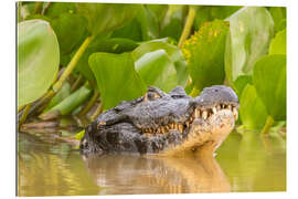 Gallery print Caiman in the water