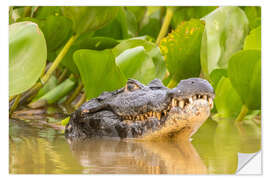 Selvklebende plakat Caiman in the water