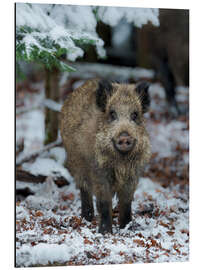 Aluminium print Friendly wild boar