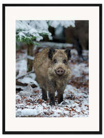 Gerahmter Kunstdruck Freundliches Wildschwein