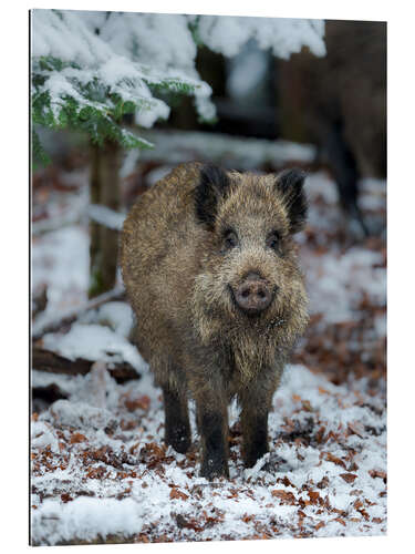 Gallery print Friendly wild boar