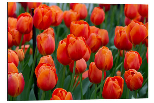 Aluminium print Orange tulips