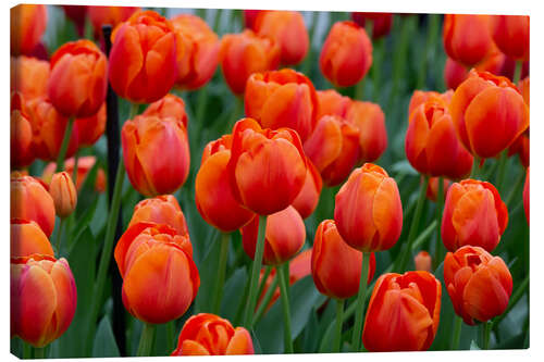 Tableau sur toile Tulipes orange