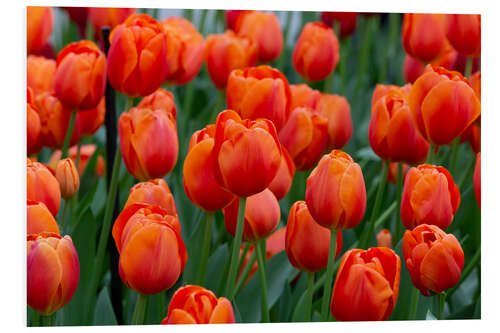 Tableau en PVC Tulipes orange