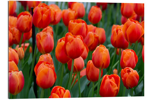 Gallery print Orange tulips