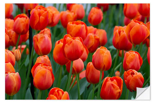 Wall sticker Orange tulips