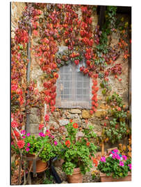 Aluminium print Geraniums and autumn-colored climbing vines