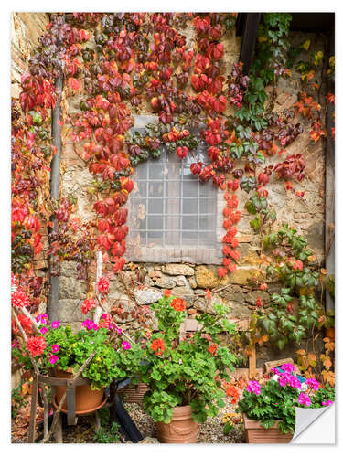 Selvklebende plakat Geraniums and autumn-colored climbing vines