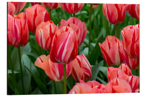 Aluminium print Pink tulips