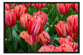Gerahmter Kunstdruck Rosa Tulpen