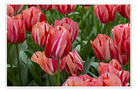 Poster Tulipes roses