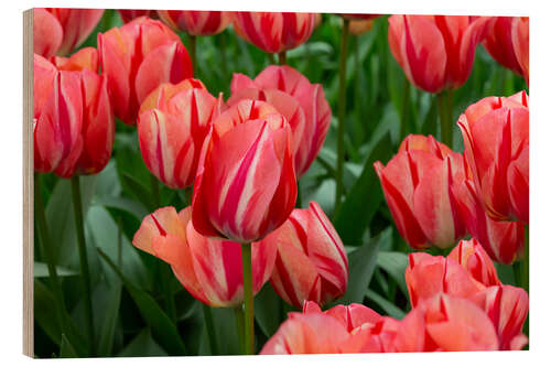 Print på træ Pink tulips