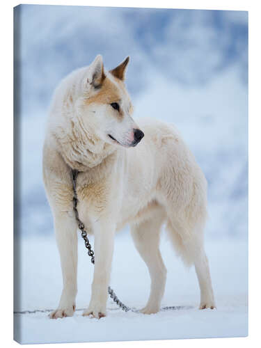 Lærredsbillede Sled dog in winter