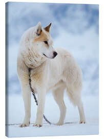 Canvas print Sled dog in winter