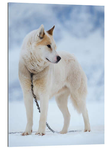 Galleriprint Sled dog in winter