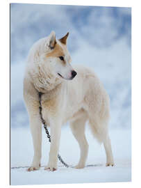 Gallery print Sled dog in winter