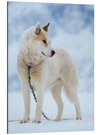 Magnettafel Schlittenhund im Winter