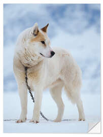 Naklejka na ścianę Sled dog in winter