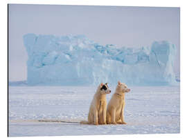 Aluminium print Sled dogs in Greenland