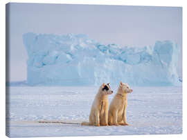 Canvas print Sled dogs in Greenland