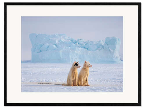 Kehystetty taidepainatus Sled dogs in Greenland