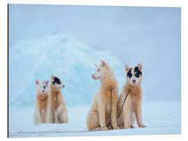 Quadro em alumínio Inverno em Uummannaq