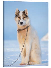 Canvas print Sled dog in winter