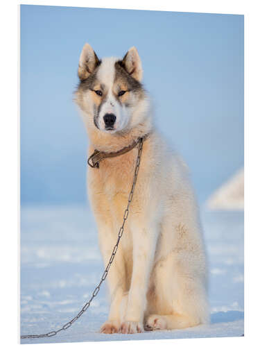 Foam board print Sled dog in winter