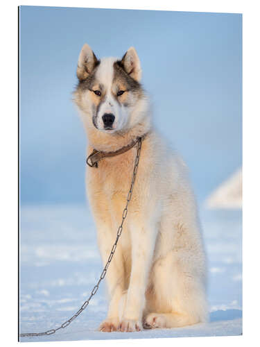 Galleriprint Sled dog in winter