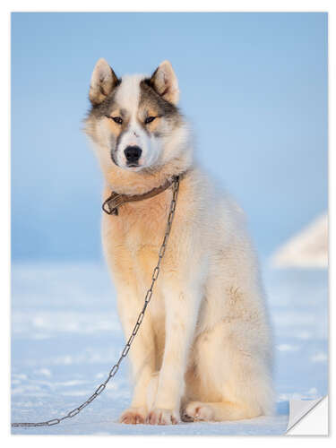 Selvklebende plakat Sled dog in winter