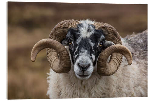 Akrylbilde Scottish black faced sheep