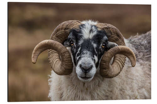 Aluminiumsbilde Scottish black faced sheep