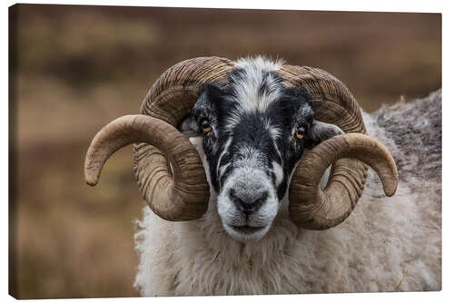 Canvas print Scottish black faced sheep